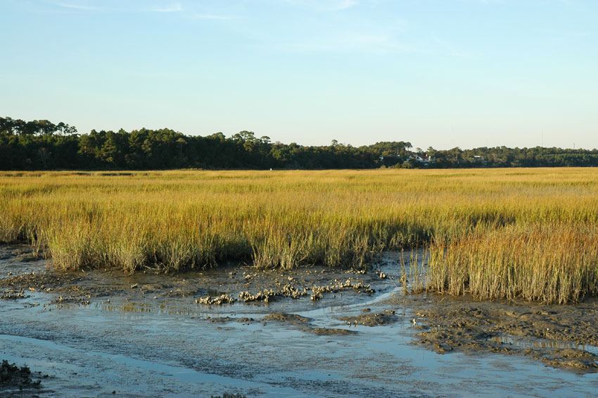 Salt marsh at Huntington Beach State Park